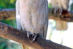 Little Corella [Cacatua sanguinea] 