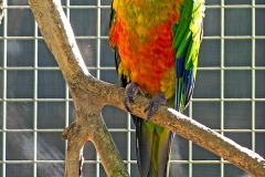 Sun Parakeet [Aratinga solstitialis] 