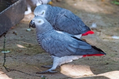 Grey Parrot [Psittacus roseicapilla]