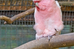 Pink Cockatoo [Cacatua leadbeateri] 