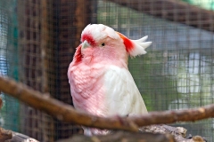 Salmon-crested Cockatoo [Cacatua moluccensis] 