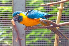 Blue-throated Macaw [Ara glaucogularis] 