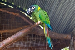 Golden-collared Macaw [Primolius auricollis] 