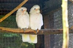 Tanimbar Corella [Cacatua goffiniana] 