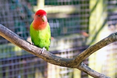 Rosy-faced Lovebird [Agapornis roseicollis] 