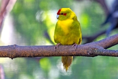 Red-crowned Parakeet [Cyanoramphus novaezelandiaei novaezelandiae] 