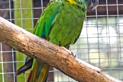 Golden-collared Macaw [Primolius auricollis] 