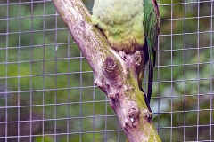 Alexandrine Parakeet [Psittacula eupatria] 