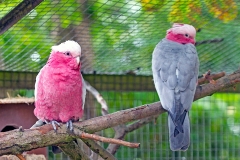 Galah [Eolophus roseicapilla] 