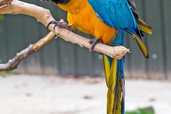 Blue-and-yellow Macaw [Ara ararauna] 