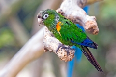 Fiery-shouldered Parakeet [Pyrrhura egregia] 