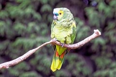 Turquoise-fronted Amazon [Amazona aestiva] 