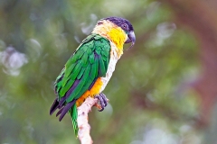 Black-headed Parrot [Pionites melanocephalus] 
