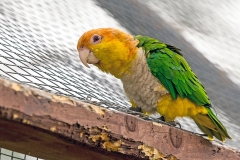 White-bellied Parrot [Pionites leucogaster] 