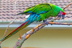 Military Macaw [Ara militaris] 