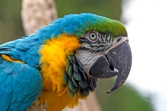 Blue-and-yellow Macaw [Ara ararauna] 
