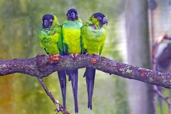 Nanday Parakeet [Aratinga nenday] 