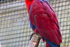 Papuan Eclectus [Eclectus polychloros] 