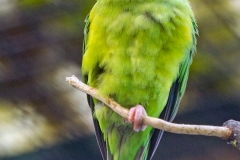 Mountain Parakeet [Psilopsiagon aurifrons] 