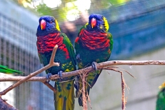 Coconut Lorikeet [Trichoglossus haematodus] 