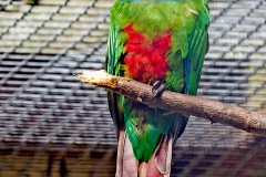Ochre-marked Parakeet [Pyrrhura cruentata] 