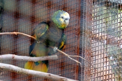 St. Vincent Amazon [Amazona guildingii] 