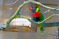 Sunset Lorikeet [Trichoglossus forsteni mitchellii] 