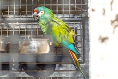 Blue-winged Macaw [Primolius maracana] 