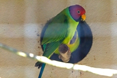 Plum-headed Parakeet [Psittacula cyanocephala] 