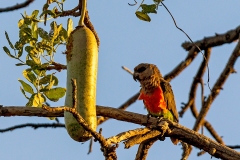 Red-bellied Parrot [Poicephalus rufiventris rufiventris] 
