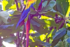 Scarlet Macaw [Ara macao macao] 