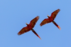 Scarlet Macaw [Ara macao macao] 