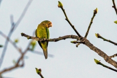 Orange-fronted Parakeet [Eupsittula canicularis canicularis] 