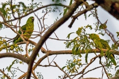 Yellow-naped Amazon [Amazona auropalliata auropalliata] 