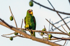 White-fronted Amazon [Amazona albifrons nana] 