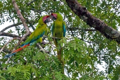 Great Green Macaw [Ara ambiguus ambiguus] 