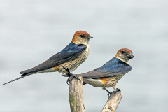 PYCNONOTIDAE & HIRUNDINIDAE