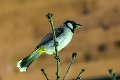 Himalayan Bulbul [Pycnonotus leucogenys]