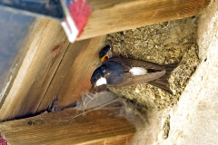 Western House Martin [Delichon urbicum urbicum]