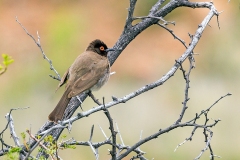 African Red-eyed Bulbul [Pycnonotus nigricans nigricans]