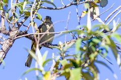 Sombre Greenbul [Andropadus importunus importunus]