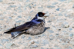White-throated Swallow [Hirundo albigularis]