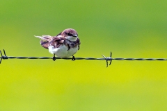Banded Martin [Neophedina cincta cincta]