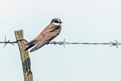 Banded Martin [Neophedina cincta cincta]