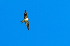 Barn Swallow [Hirundo rustica rustica]