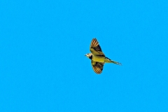 Barn Swallow [Hirundo rustica rustica]