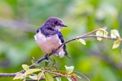 White-throated Swallow [Hirundo albigularis]