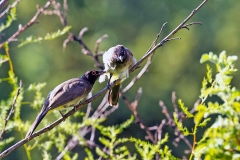African Red-eyed Bulbul [Pycnonotus nigricans superior]