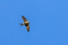 Greater Striped Swallow [Cecropis cucullata]