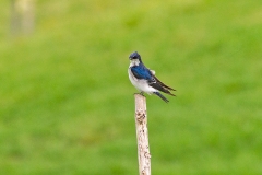 Chilean Swallow [Tachycineta leucopyga]